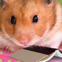 Hamsterz Life