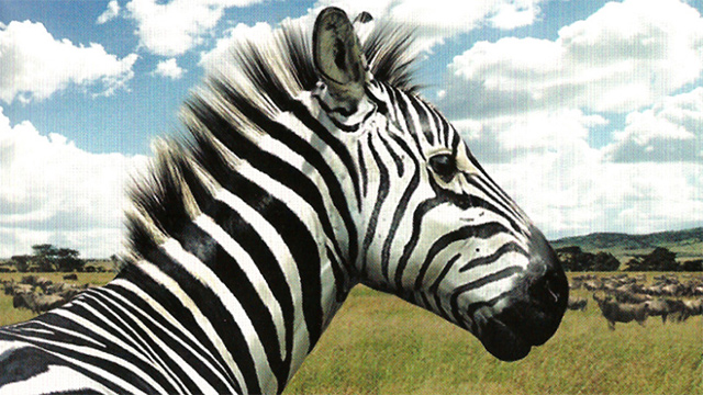 Gra